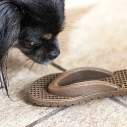 Mordedor Chinelo Chinelau Bacon Germanhart - Texturizado e Interativo