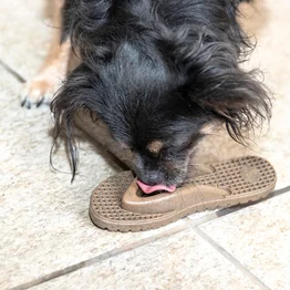 Mordedor Chinelo Chinelau Bacon Germanhart - Texturizado e Interativo