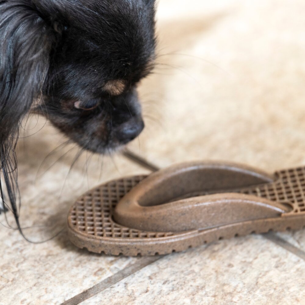 Mordedor Chinelo Hauvaianas Bacon Germanhart - Texturizado e Interativo