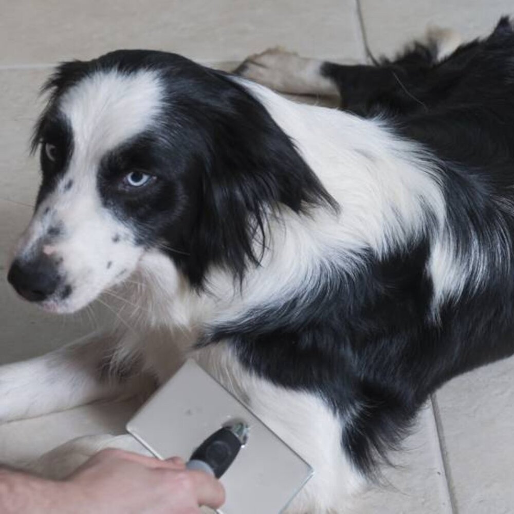 Rasqueadeira Emborrachada Pinos Suaves P Gatos e Cães - Germanhart