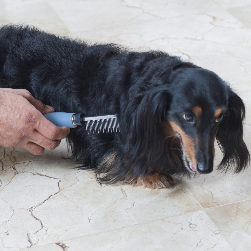 Pente Alternado para Pets com Cabo em Gel - Germanhart