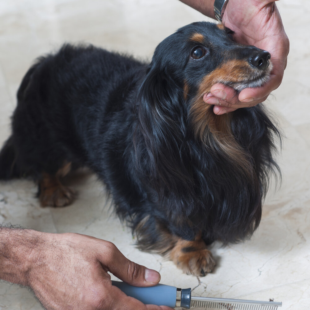 Pente Fino Cabo Gel para Pelos Pet 40 Dentes - Germanhart