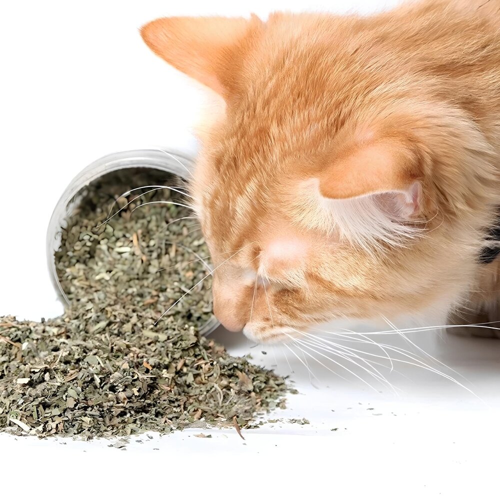 Catnip em Pó 30g Grande Erva de Gatos Natural Estimulante Anti Stress